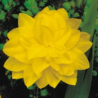 Daffodil 