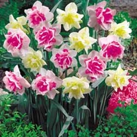 Daffodil 