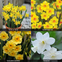 Daffodil 