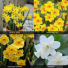 Daffodil Dwarf Collection