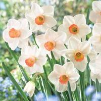 Daffodil 