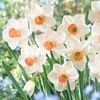 Daffodil 