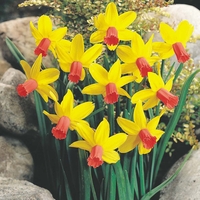 Daffodil 