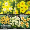 Daffodil Jonquilla Collection
