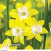 Daffodil jonquilla 