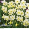 Daffodil jonquilla 