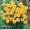 Daffodil jonquilla 