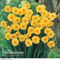 Daffodil jonquilla 