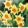 Daffodil jonquilla 
