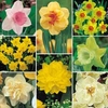 Daffodil 