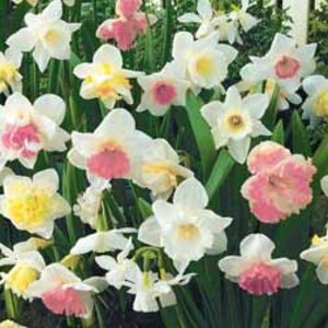 Daffodil lucky dip collection - 1 narcissus bulb lucky dip pack