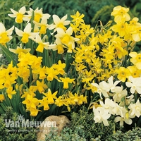 Daffodil 