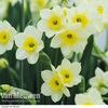 Daffodil 