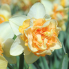 Daffodil 
