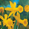 Daffodil 