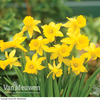 Daffodil 