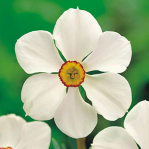 Daffodil 