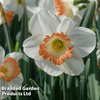 Daffodil 
