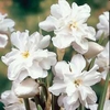 Daffodil poeticus &45; the Poet