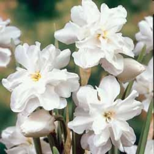 Daffodil poeticus &45; the Poet