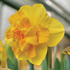 Daffodil 