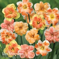 Daffodil 
