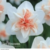 Daffodil 