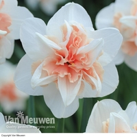 Daffodil 