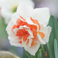 Daffodil 