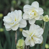 Daffodil 