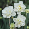Daffodil 