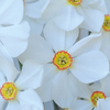 Daffodil 
