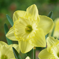 Daffodil 