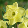 Daffodil 