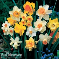 Daffodil 