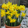 Daffodil 