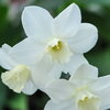 Daffodil 