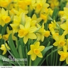 Daffodil 