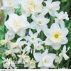 Daffodil 