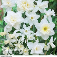 Daffodil 