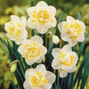 Daffodil 