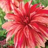 Dahlia Babylon Flame (Dinner plate) - 4 tubers