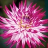 Dahlia Badger Twinkle - 2 tubers