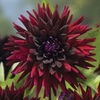 Dahlia Black Wizard - 2 tubers