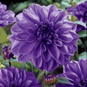 Dahlia Blue Boy - 2 tubers