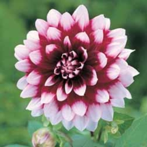 Dahlia Duet - 2 tubers