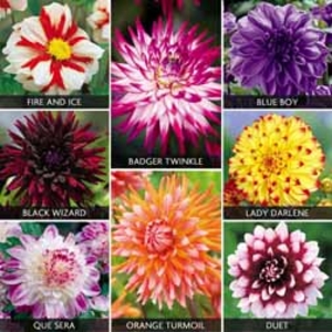 Dahlia Extravaganza Collection - 16 tubers - 2 of each variety
