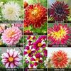 Dahlia Extravaganza Collection - 16 tubers - 2 of each variety