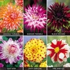 Dahlia Extravaganza Collection - 6 tubers - 1 of each variety