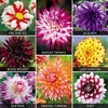 Dahlia Extravaganza Collection - 8 tubers - 1 of each variety
